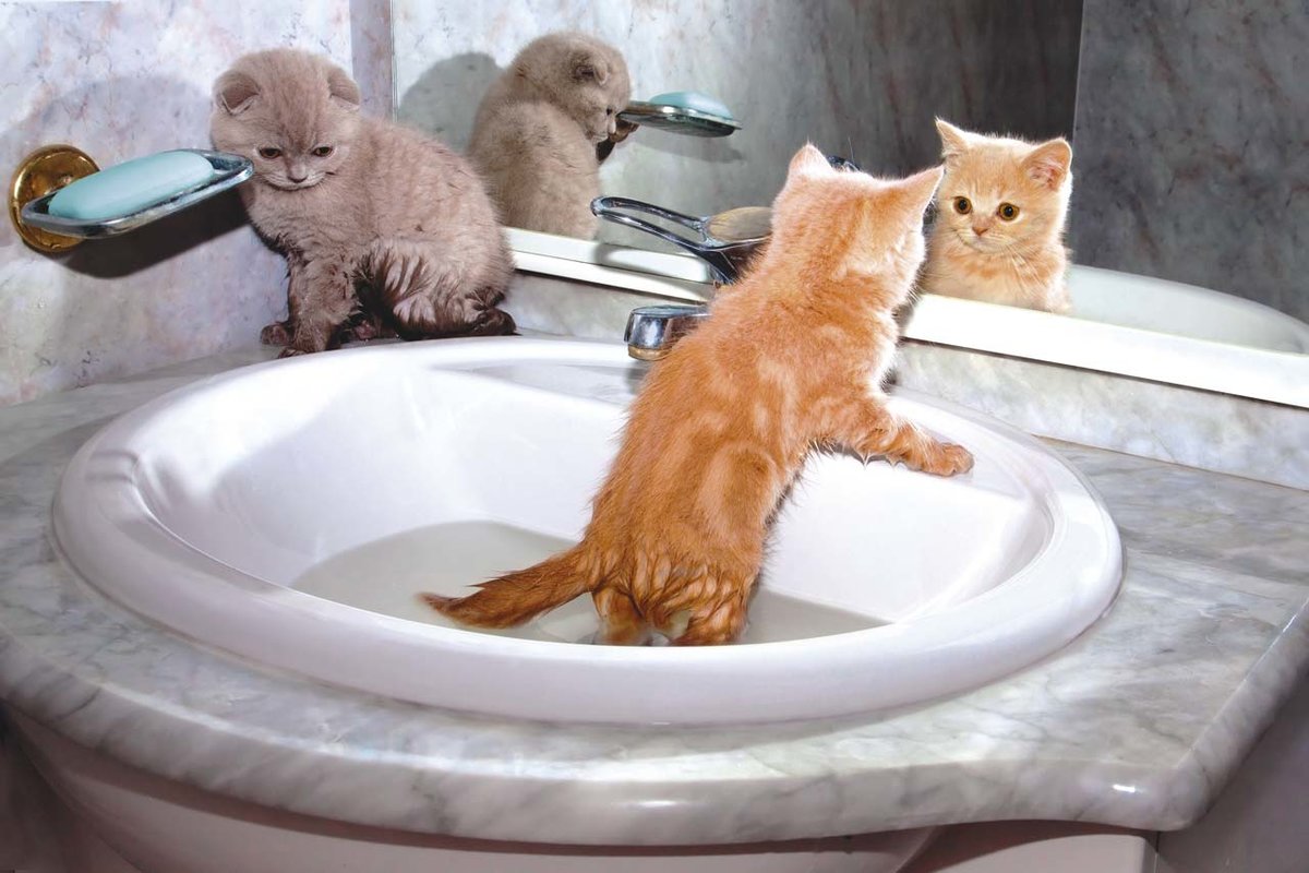 Почему кошки боятся воды: фото, как приучить кота к воде