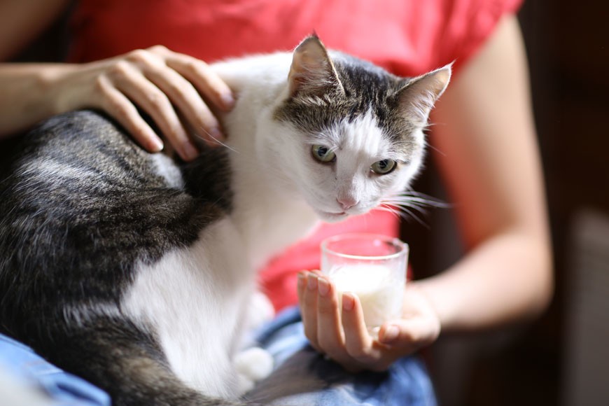 Можно ли кормить кошку молоком?
