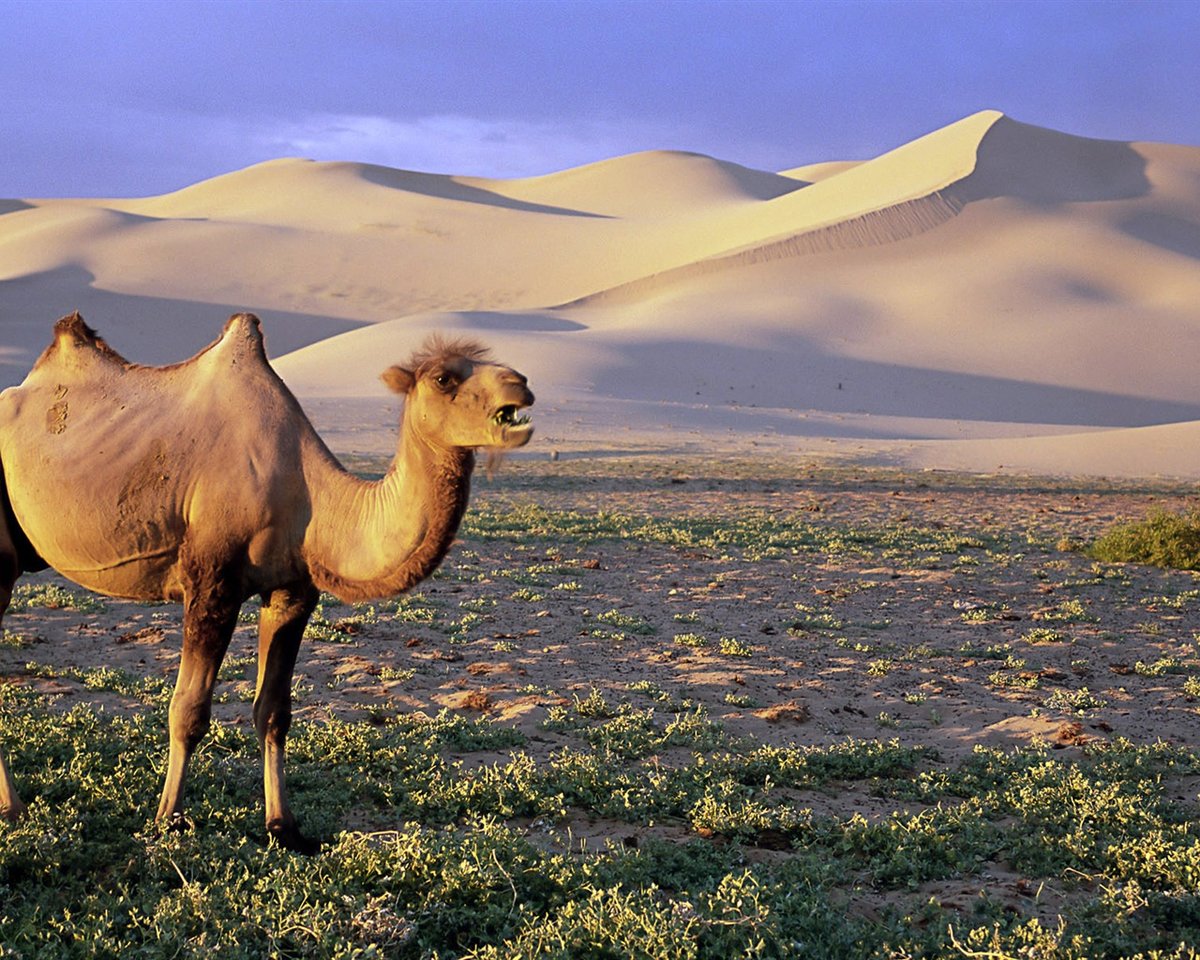 Названия и фото животных пустыни сахара