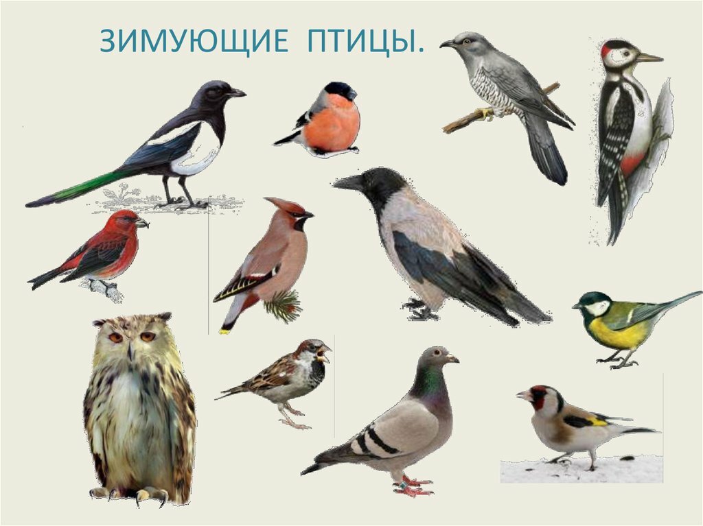Певчие птицы: фото, названия, описание