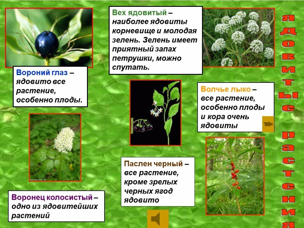 Ядовитые растения: опасность, вред, фото с описанием.