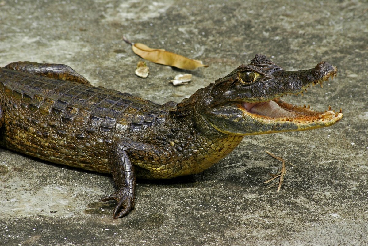 Какой вид крокодилов самый крупный и опасный на Земле?