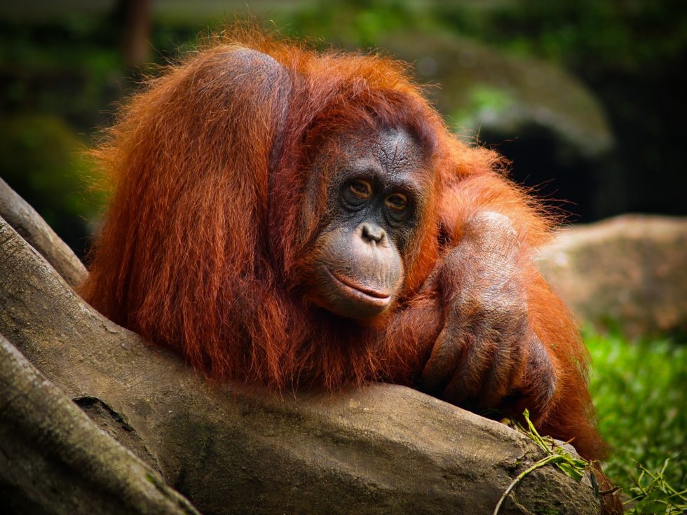 Орангутан: виды, описание, интересные факты, особенности ухода и воспитания (115 фото + видео)