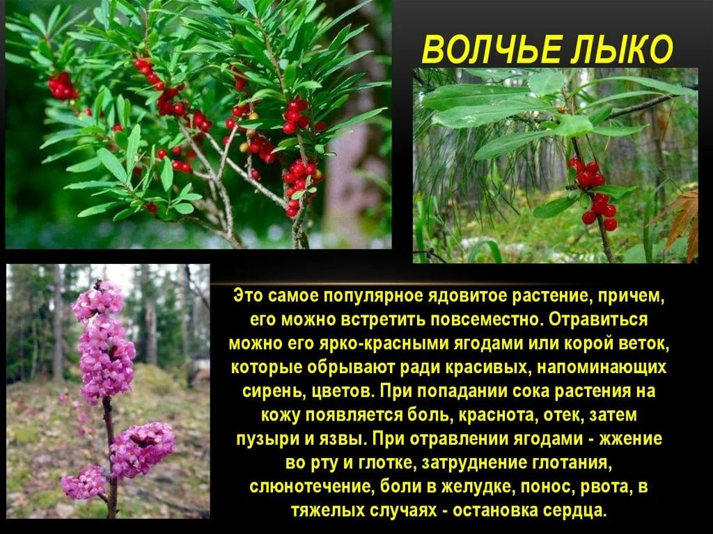 Опасные растения россии: список, описание, фото и видео  - «как и почему»