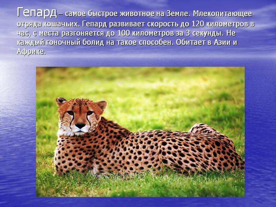 На каком континенте обитает гепард. гепард — описание, подвиды, ареал, питание, поведение и размножение. потеря и дробление среды обитания