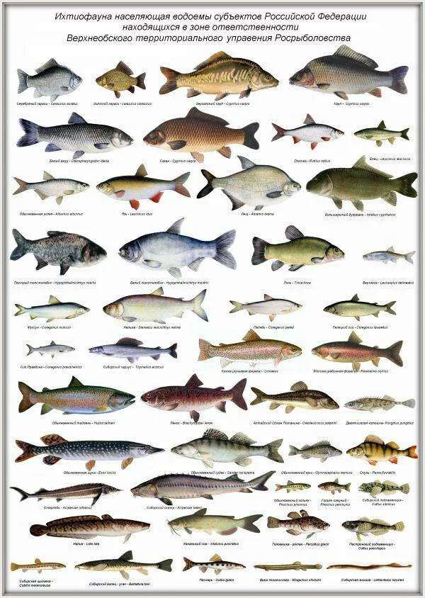 Какие виды пресноводных рыб крупнейшие в мире — список, характеристика и фото