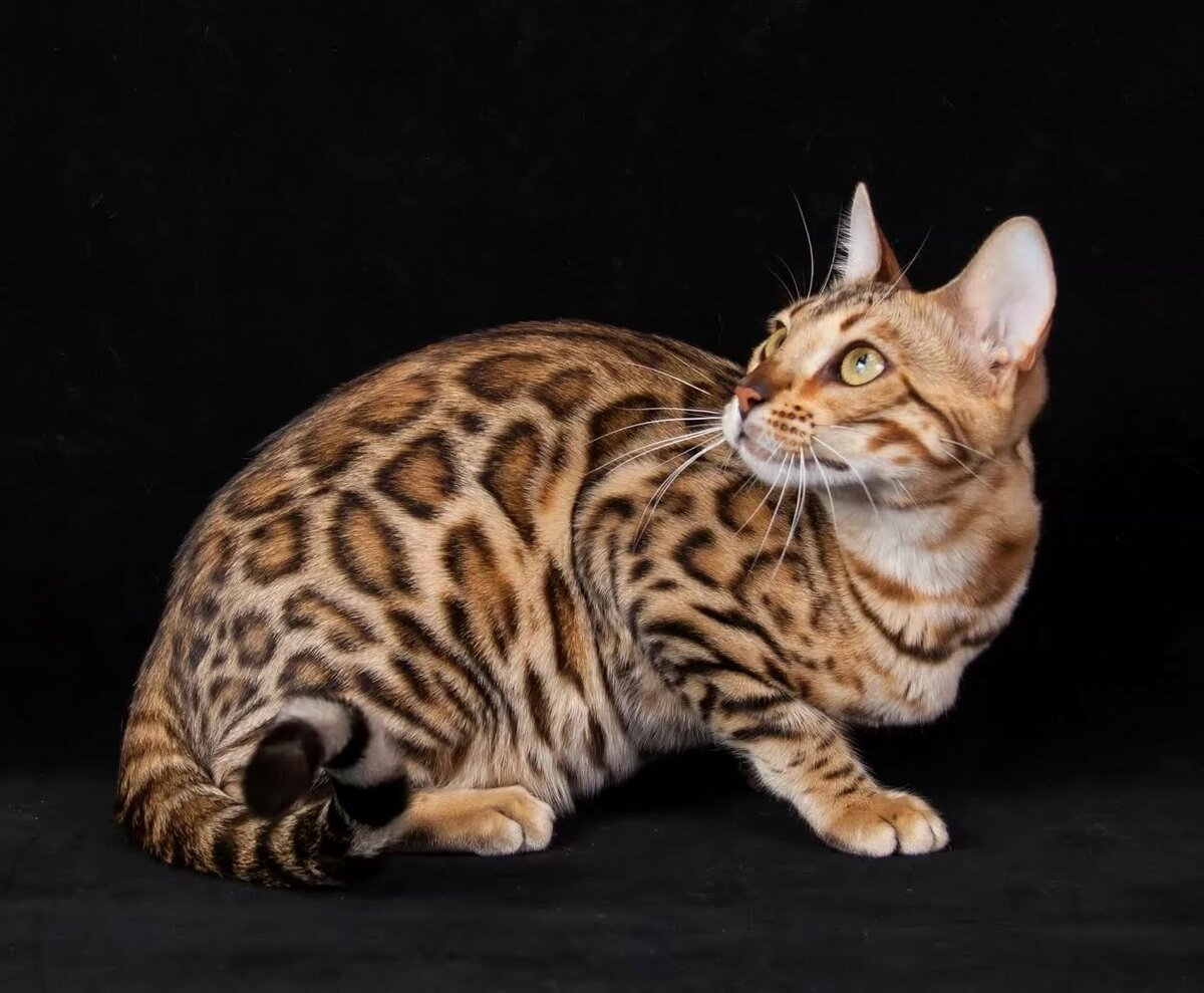 Породы кошек, которые имеют сходство с дикими сородичами — список, фото и характеристика. тигровая кошка