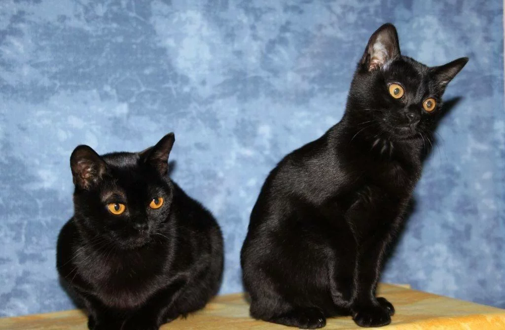 Породы кошек с короткими ногами — список, характеристика и фото