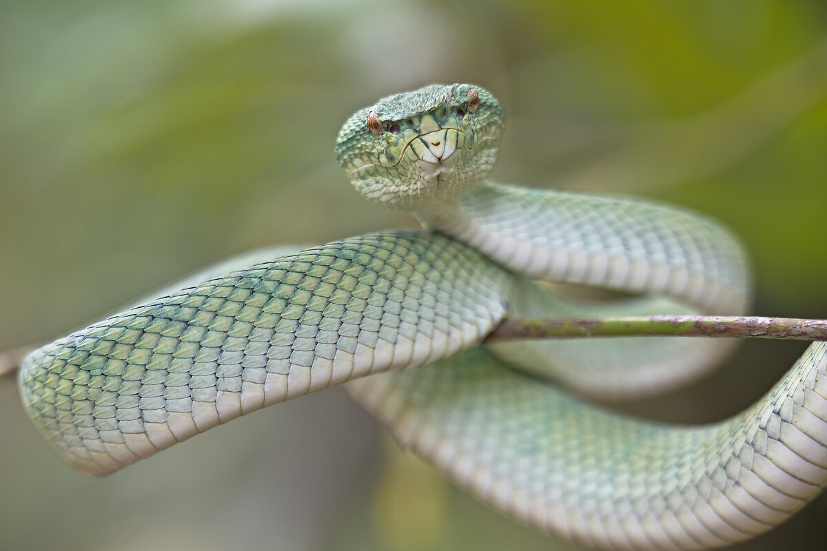 Топ 10 самых ядовитых змей в мире