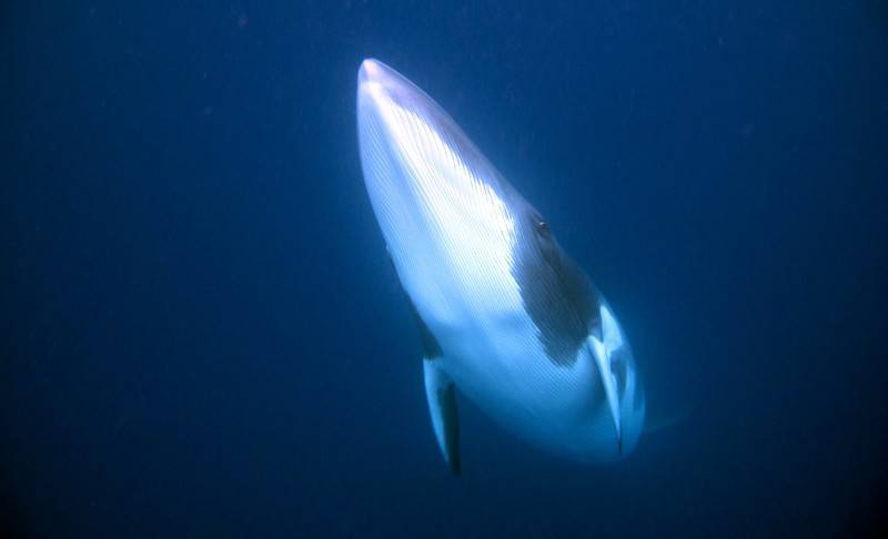 Малый полосатик — основной объект китобойного промысла