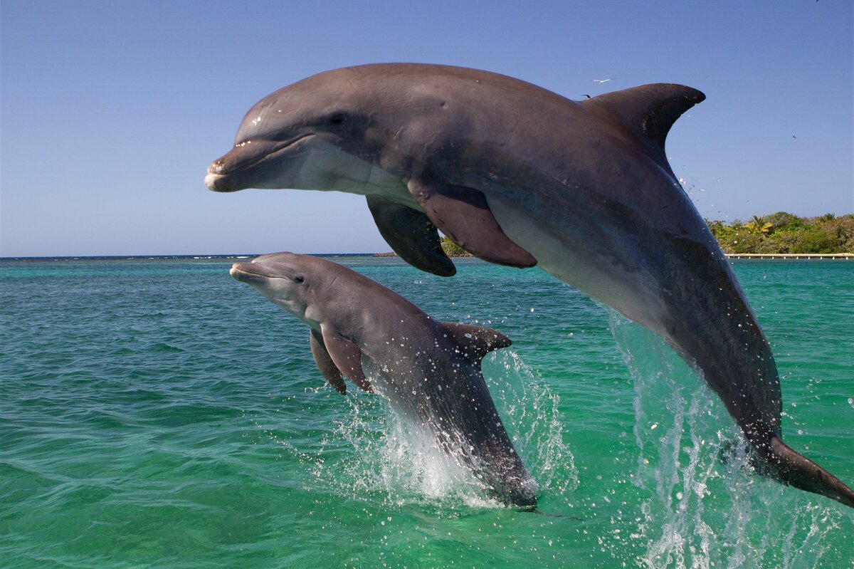 Почему дельфины и киты — млекопитающие, а не рыбы? | мир науки: интересное вокруг | яндекс дзен