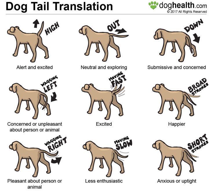 Как понять собаку: язык тела питомца