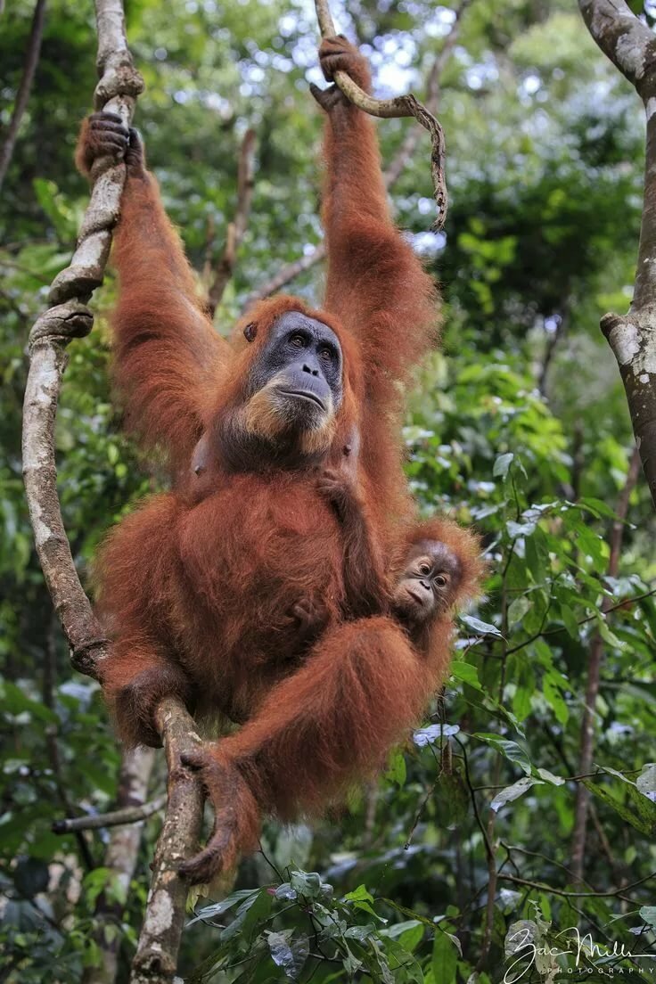 Орангутан | описания и фото животных | некоммерческий учебно-познавательный интернет-портал зоогалактика