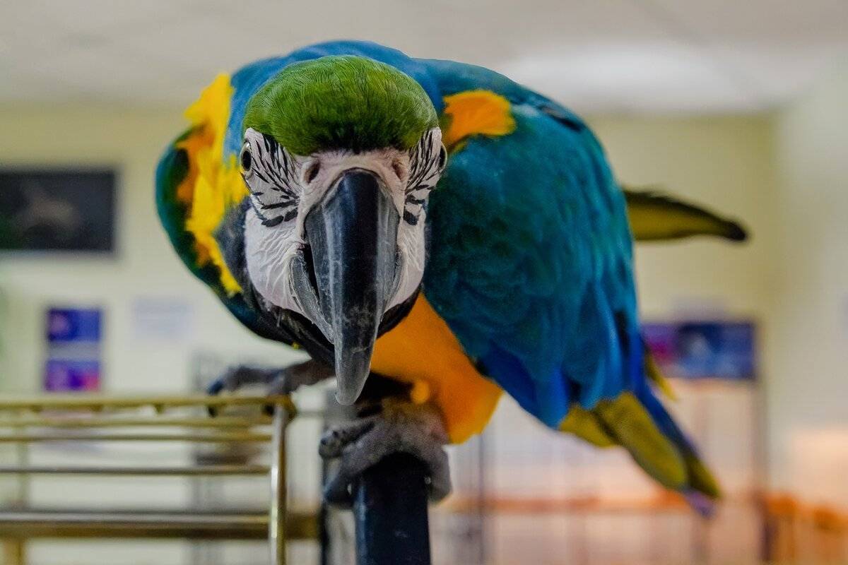 Разговаривают ли попугаи осмысленно?