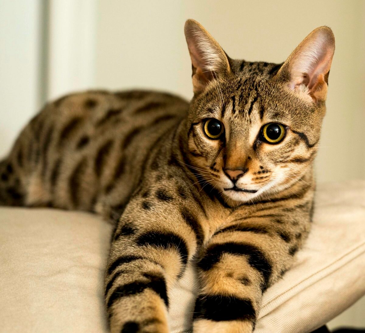 Породы кошек, которые имеют сходство с дикими сородичами — список, фото и характеристика