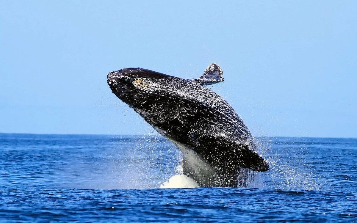 Горбатый кит — описание, среда обитания, образ жизни