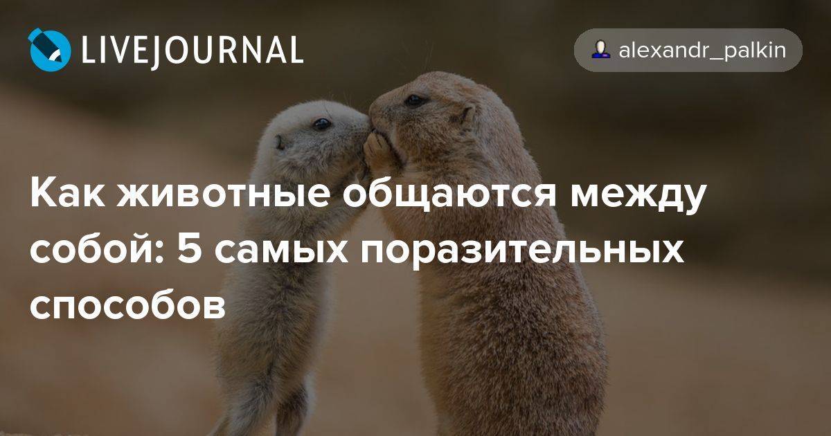 Как животные общаются между собой | fresher - лучшее из рунета за день