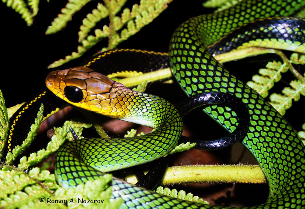 Топ 10 самых красивых змей мира - фото с названиями