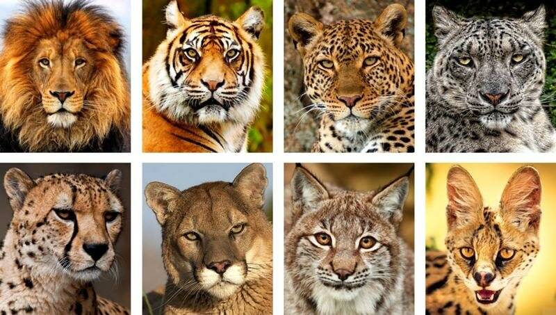 Семейство кошачьих: разновидности, фото хищников с названиями