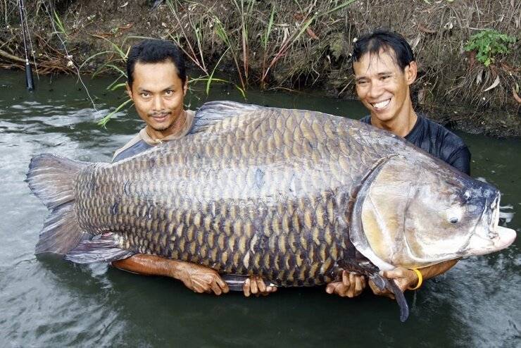 Топ 10 самых больших пресноводных рыб в мире