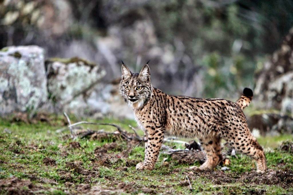 Иберийская кошка. пиренейская рысь, или испанская рысь, или сардинийская рысь lynx pardinus