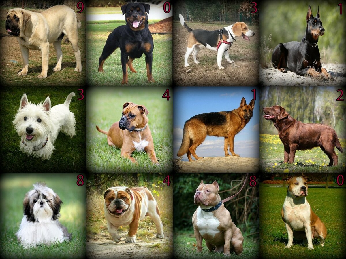 Большие породы собак: список представителей с фотографиями, названиями, описаниями и ценами