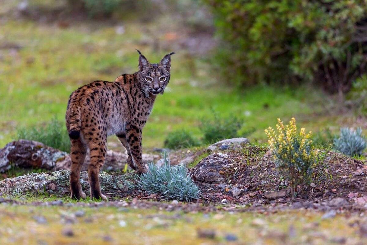 Гигантская иберийская кошка. пиренейская рысь, или испанская рысь, или сардинийская рысь lynx pardinus. экономическое значение для человека