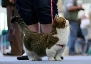 Породы кошек с короткими ногами — список, характеристика и фото