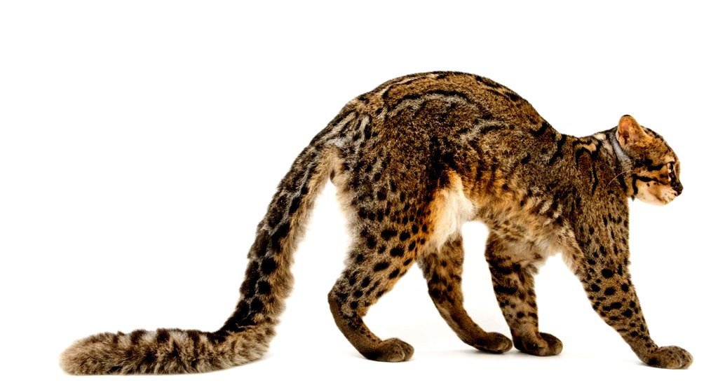 Мраморный кот: фото и описание пород кошек с окрасом табби, похожим на мрамор