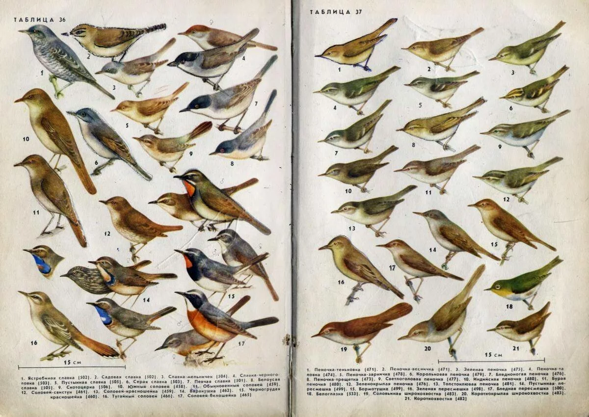 Птицы средней полосы России — список, характеристика и фото