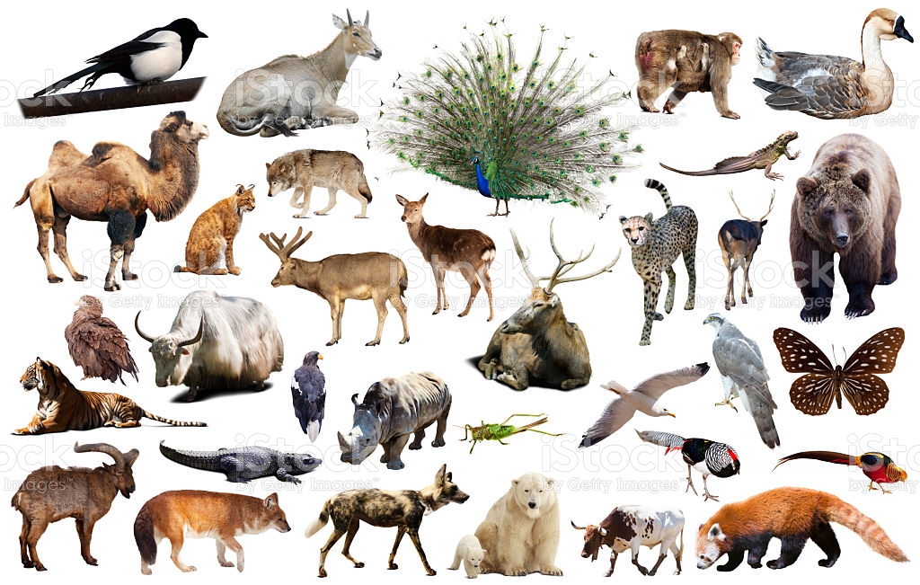 Животные россии -  список, фото, названия, описание, виды  - «как и почему»