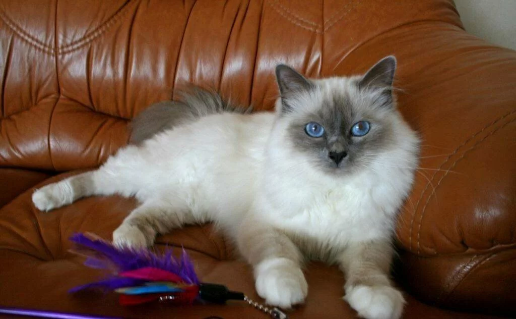 Породы кошек с короткими ногами — список, характеристика и фото