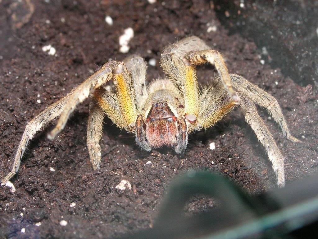Описание и фото пауков московской области. самые известные и опасные пауки россии пауки живущие в средней полосе