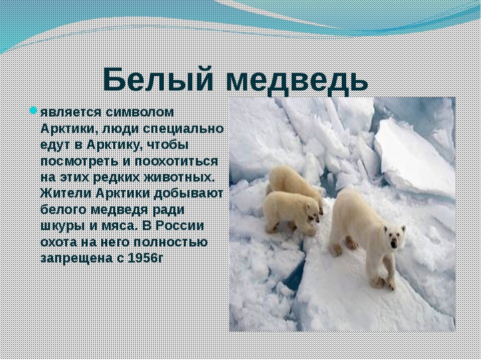 Рассказ про медведя 1 класс. Животный мир холодных районов. Информация о животных Арктики. Доклад про белого медведя. Информация о белом медведе.