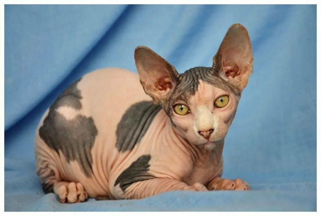 Породы кошек с короткими ногами — список, характеристика и фото