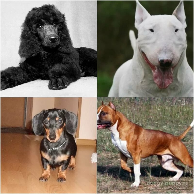 Какие породы собак являются самыми лучшими и популярными в мире?
