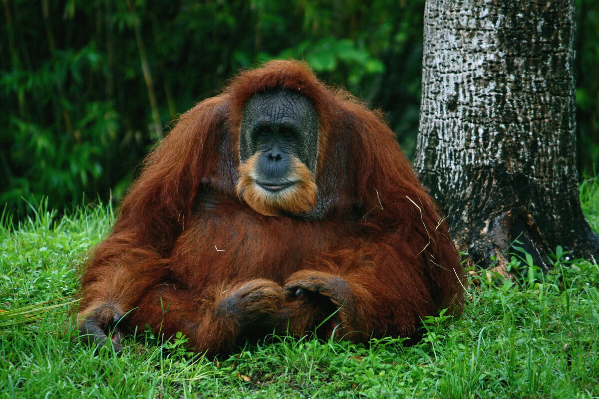 Орангутан (pongo): фото, виды, интересные факты