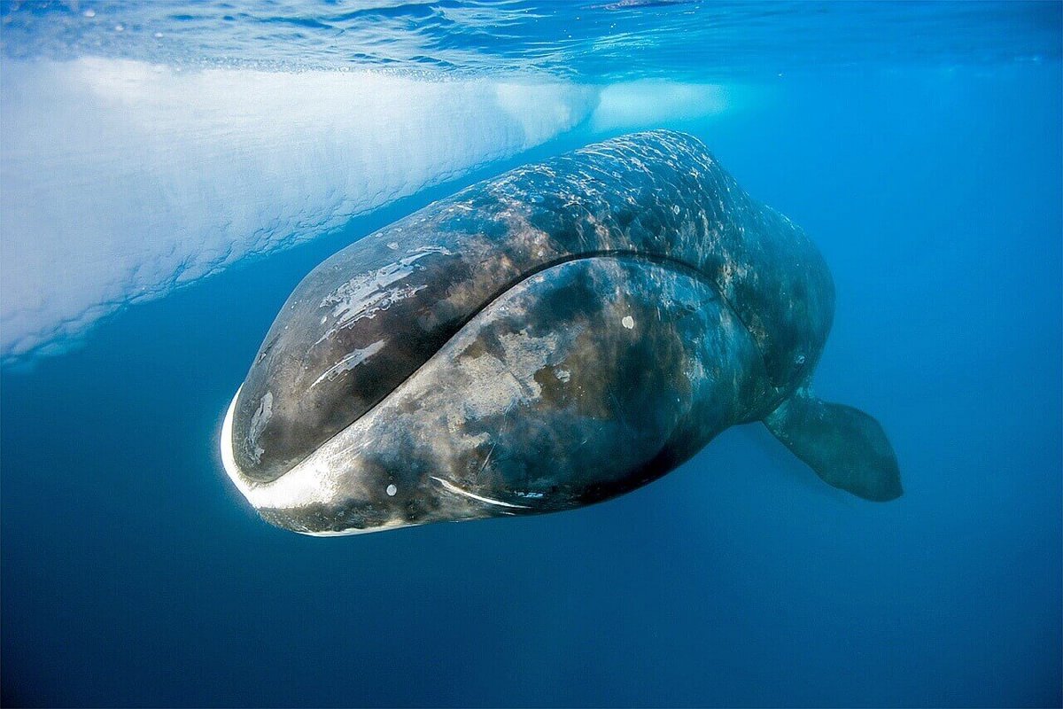Топ 10 самых больших китов в мире