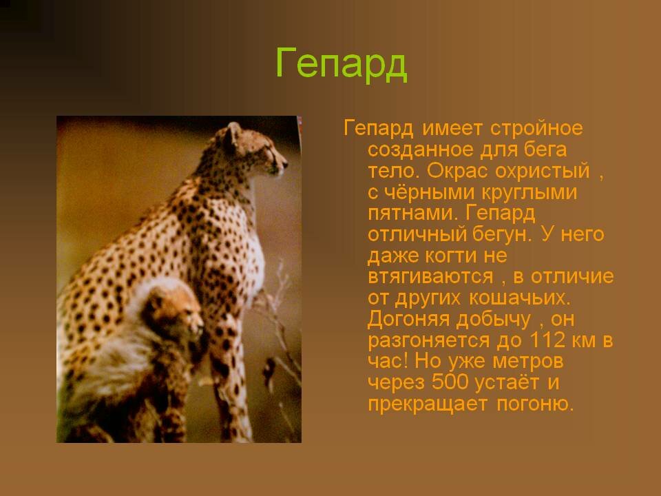Что такое гепард. гепард — описание, подвиды, ареал, питание, поведение и размножение
