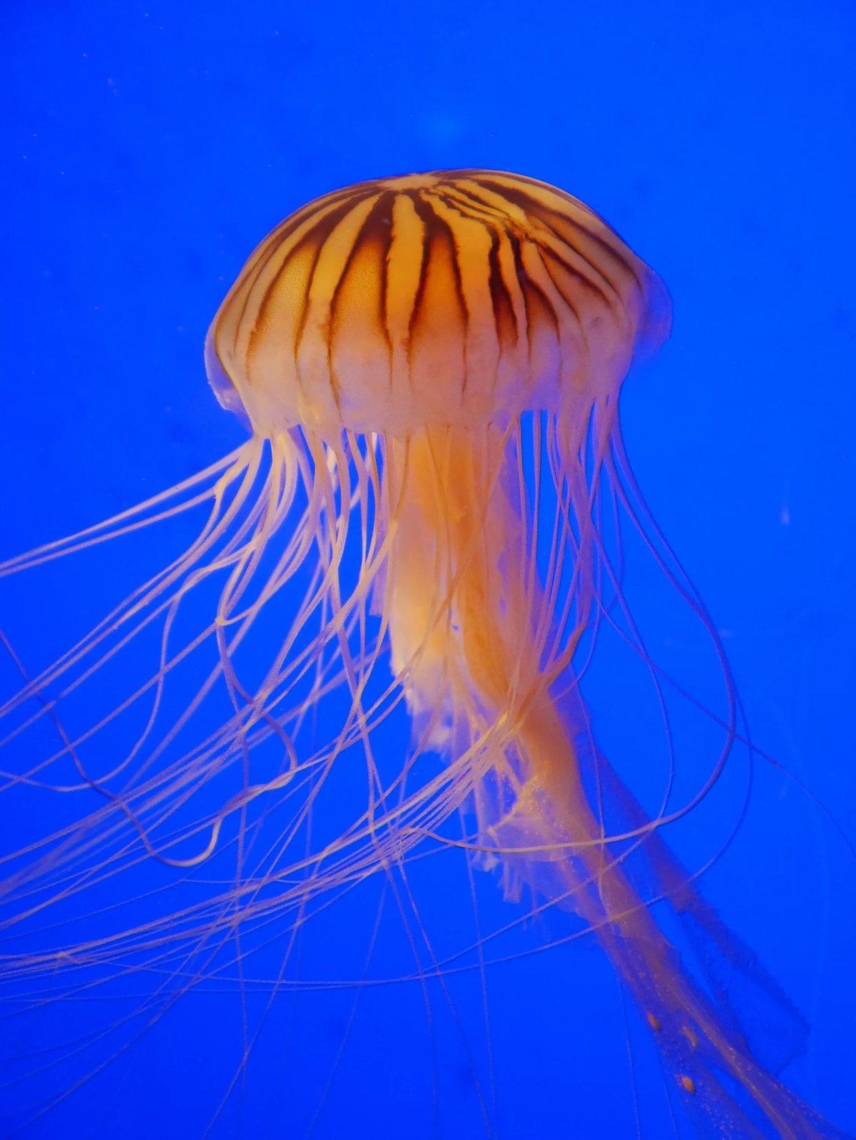 Медуза — необычное существо: виды медуз и интересные факты о них