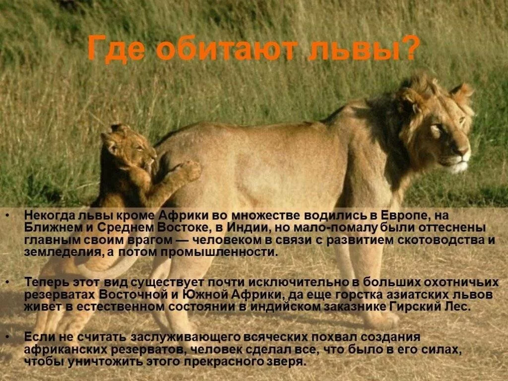 Факты о львах. Презентация про Льва. Презентация на тему животное Лев. Где обитают львы. Обитание Льва.