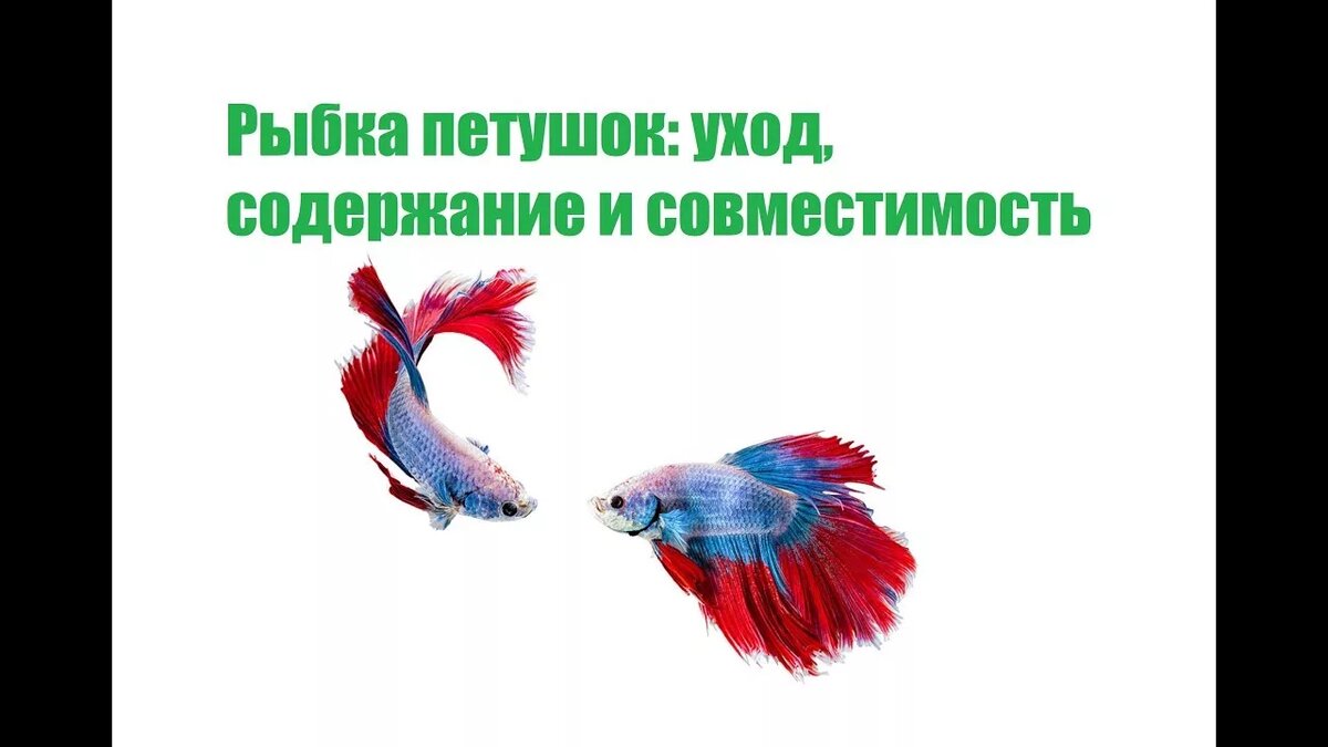 Бойцовая рыбка (сиамский петушок) - рыбы | описание, фото и видео