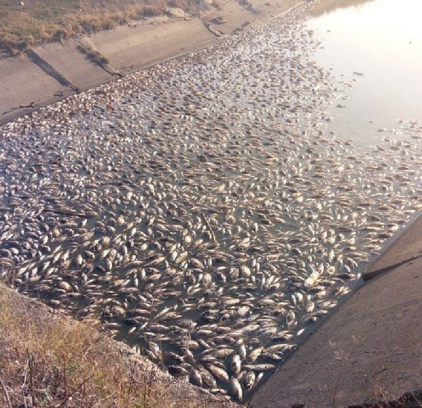 Причины массовой гибели рыбы летом. война дамб. ⋆ rest-river.ru