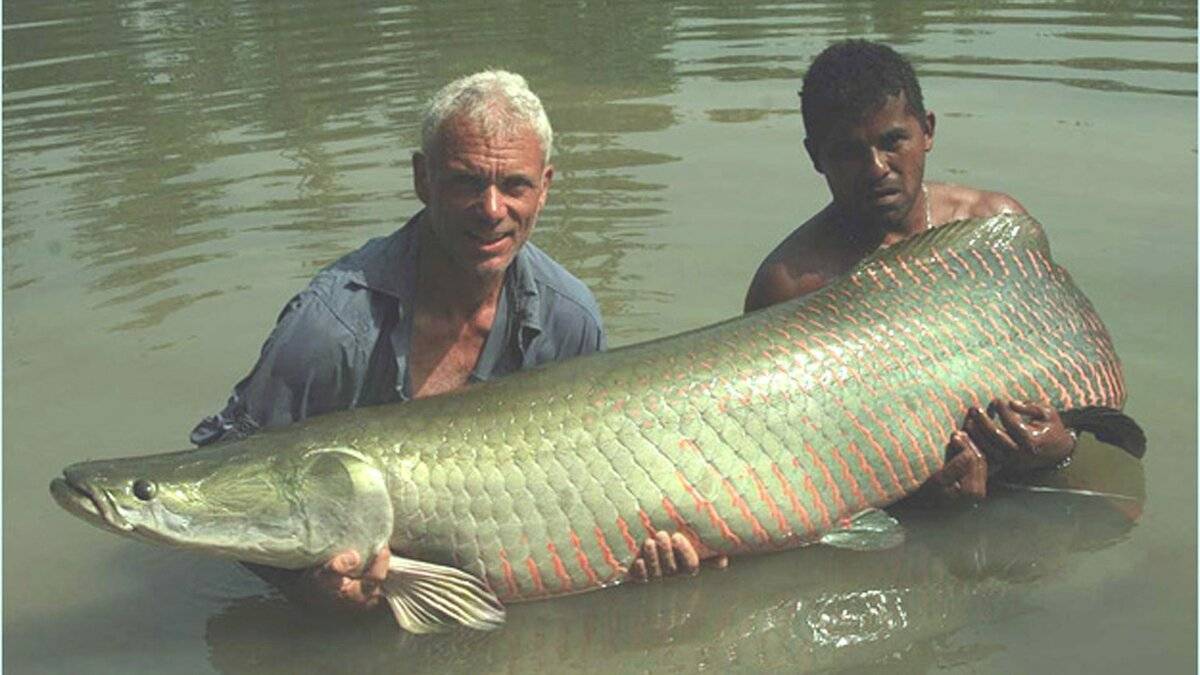Какая рыба самая большая в мире - other