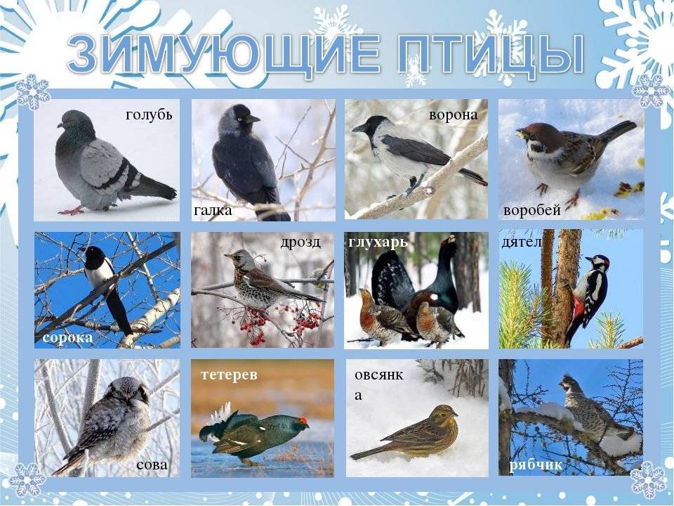 Зимующие и перелетные птицы – картинки с названиями для детей