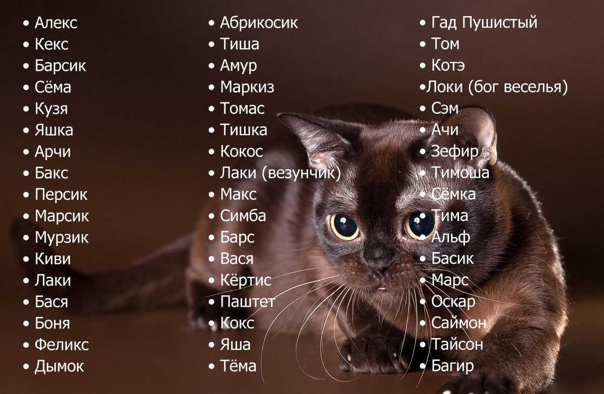 Имена и клички для пушистого котенка девочки
имена и клички для пушистого котенка девочки