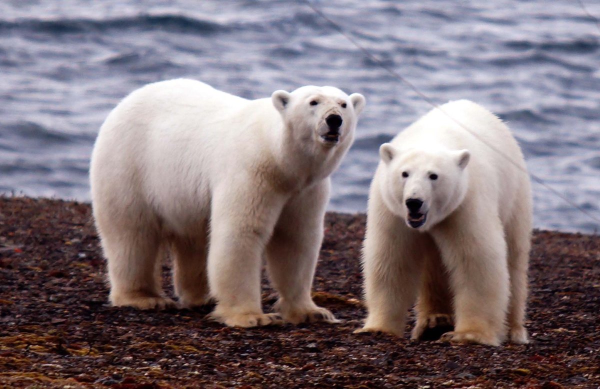 Холодная арктика и животные, обитающие на этой земле