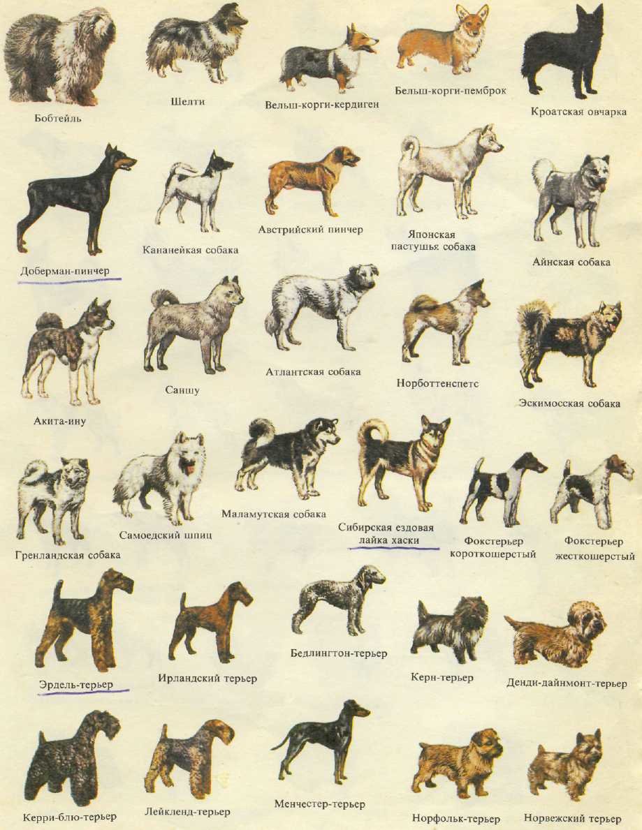 Топ-10 средних пород собак: характеристика, описание, особенности