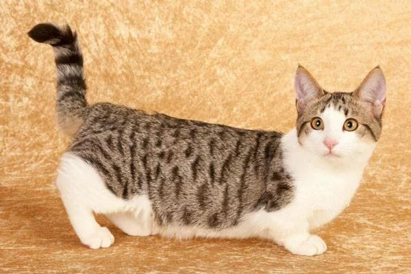 Породы кошек с короткими ногами — список, характеристика и фото