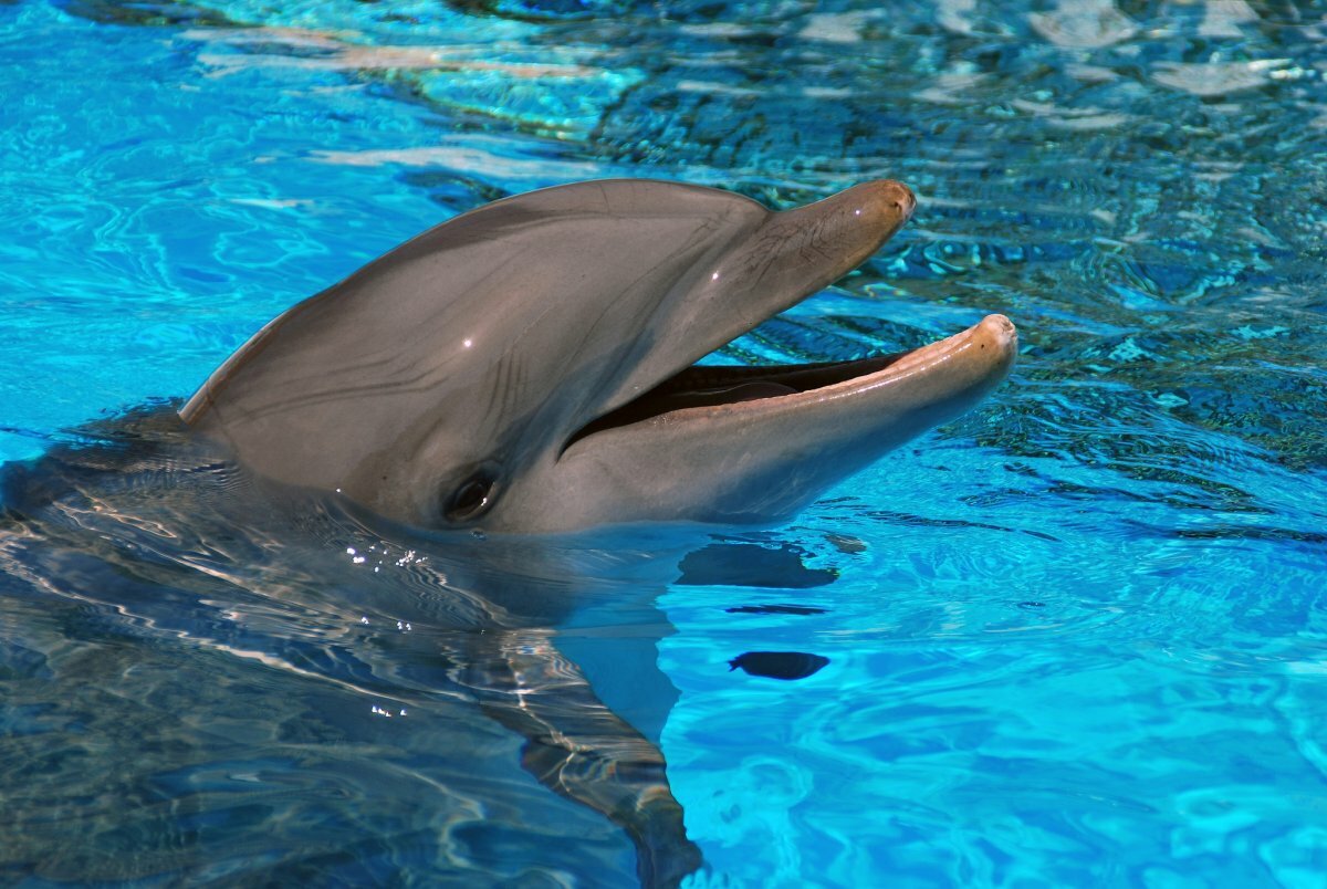 Дельфины: описание, виды, образ жизни, общение, как спят, как пьют, фото и видео  - «как и почему»